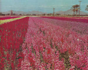 Japanese_Flower_Gardens_South_Phoenix_1960s
Mother's Day