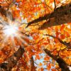 Fall is coming autumn-leaves-equinox